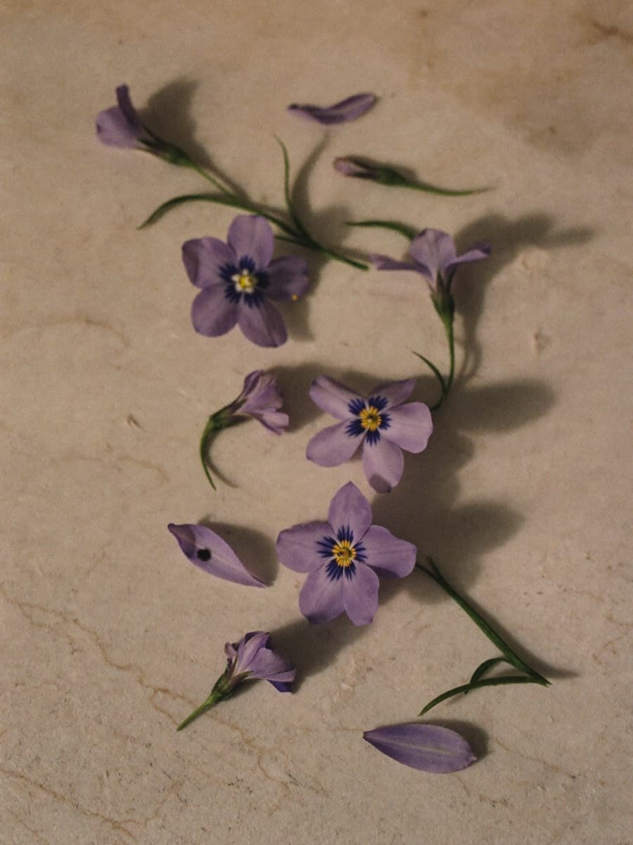 Violetas frescas sobre mármol blanco
